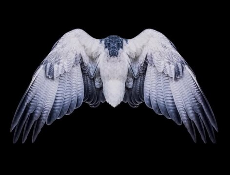 Vibrant green and blue macaw parrot with wings spread wide against a solid black background