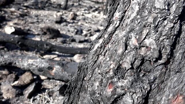 After fire, burnt ashes cover bush branches and tree trunks across a forest landscape.