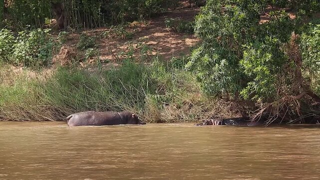 Two Hippopotamus face to face in river and one yawning in Greater Kruger National park, South Africa ; Specie Hippopotamus amphibius family of Hippopotamidae