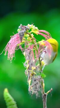Small yellow bird perched on a pink powderpuff flower in a lush green garden