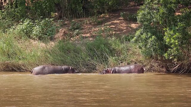 Two Hippopotamus fighting in river and grunting in Greater Kruger National park, South Africa ; Specie Hippopotamus amphibius family of Hippopotamidae