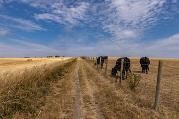 Obraz premium A rural Sussex farm landscape on a sunny summer's day