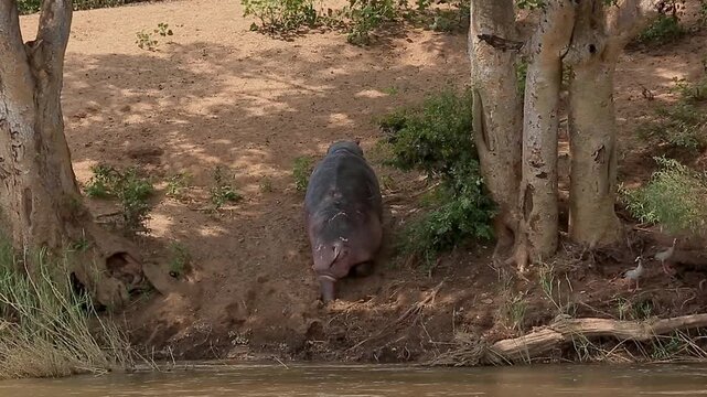 Hippopotamus getting out of water in sand dune rear view in Greater Kruger National park, South Africa ; Specie Hippopotamus amphibius family of Hippopotamidae