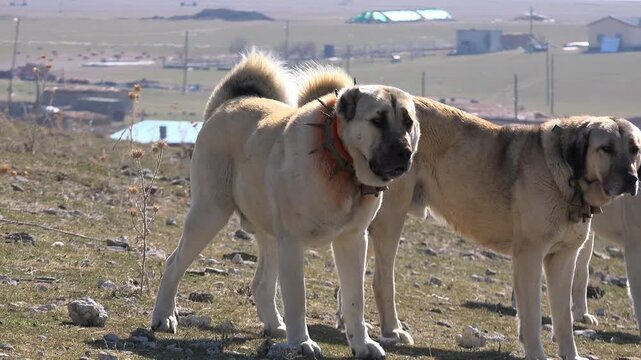 Strong white cream Kangal Karabash Anatolian Shepherd dog standing proudly in open meadow.