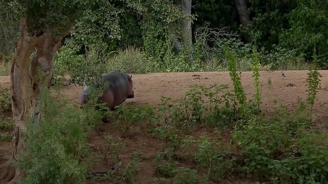 Hippopotamus walking in sand dune rear view in Greater Kruger National park, South Africa ; Specie Hippopotamus amphibius family of Hippopotamidae