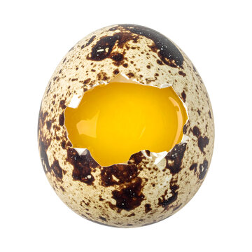 Quail egg broken with bright yellow yolk exposed showing natural brown speckled shell texture macro photography&nbsp;