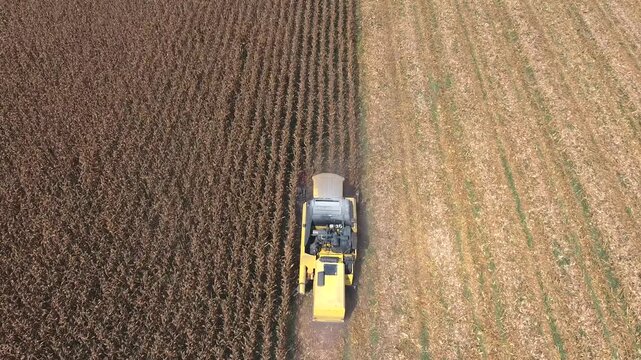 Aerial view of combine harvester cutting fertile dry corn field in agricultural countryside.