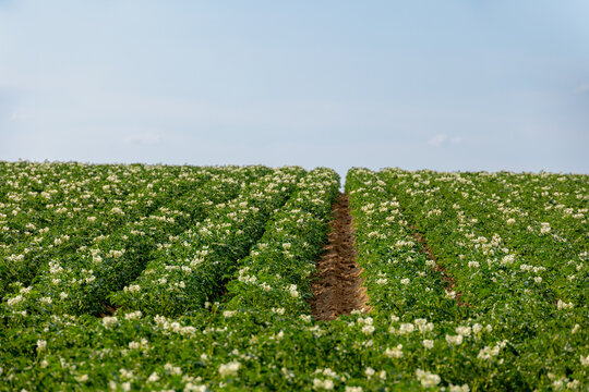 Agriculture and farm industry, Terrain of countryside in Zuid-Limburg, Farmland with green potatoes vegetables plants with plot on hillside, A starchy tuber of the plant Solanum tuberosum, Netherlands