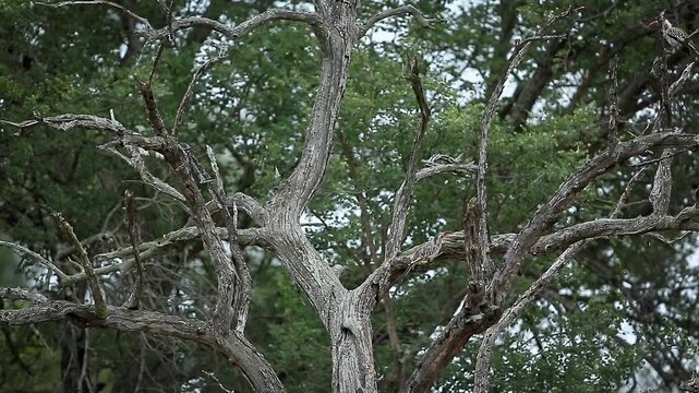 Small group of Southern Red billed Hornbill flying in dead tree in Greater Kruger National park, South Africa ; Specie Tockus rufirostris family of Bucerotidae