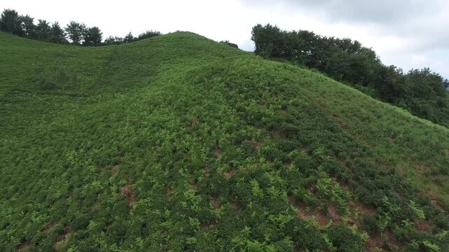 Aerial view of lush green tea fields covering rolling hills in humid subtropical mountain climate.