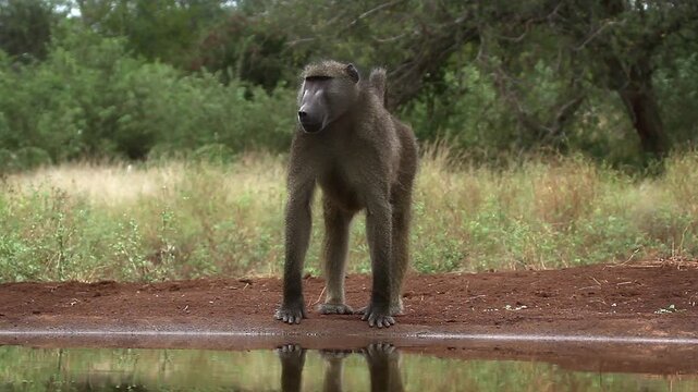 Chacma baboon drinking with caution front view in waterhole in greater  Kruger National park, South Africa ; Specie Papio ursinus family of Cercopithecidae