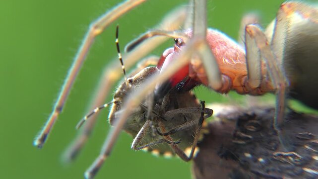 Macro closeup shows a spider hunting insect prey on a green leaf in a garden wildlife scene.