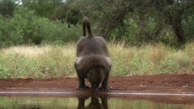 Chacma baboon drinking and walking along waterhole in greater  Kruger National park, South Africa ; Specie Papio ursinus family of Cercopithecidae