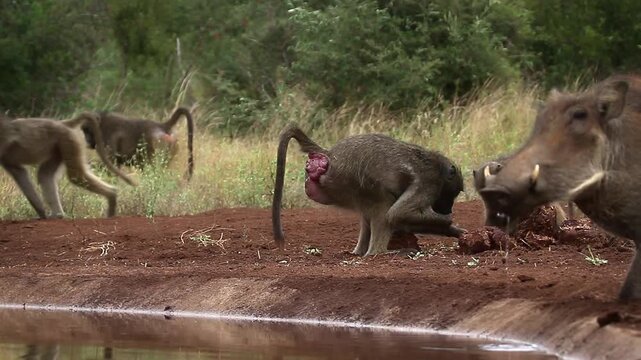 Chacma baboon and warthog drinking and eating in waterhole in greater  Kruger National park, South Africa ; Specie Papio ursinus family of Cercopithecidae