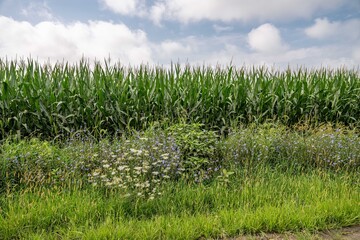 Obraz premium Iowa corn
