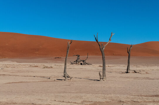 Landscape shot of the iconic dead trees of the Namibian deadvlei area.