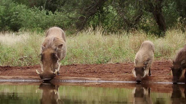 Common warthog family drinking front view in waterhole in greater Kruger National park, South Africa ; Specie Phacochoerus africanus family of Suidae