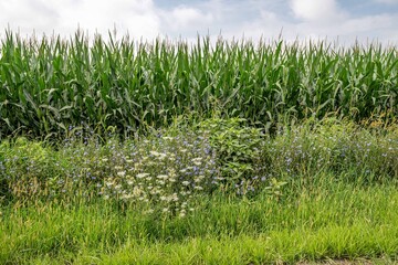Obraz premium Iowa corn