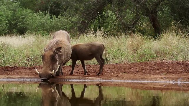 Common warthog with cub drinking front view in waterhole in greater Kruger National park, South Africa ; Specie Phacochoerus africanus family of Suidae