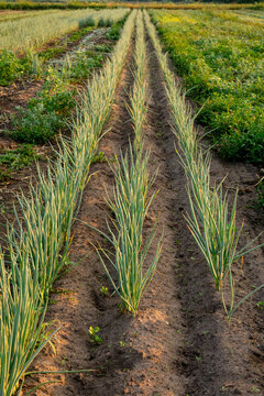 Onion Rows Growing on a Michigan Vegetable Farm