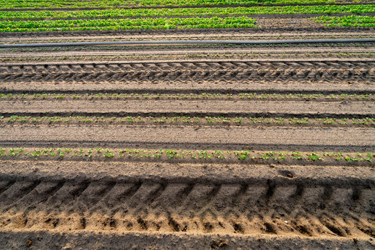 Rows of vegetable seedlings sprouting in Michigan farm field