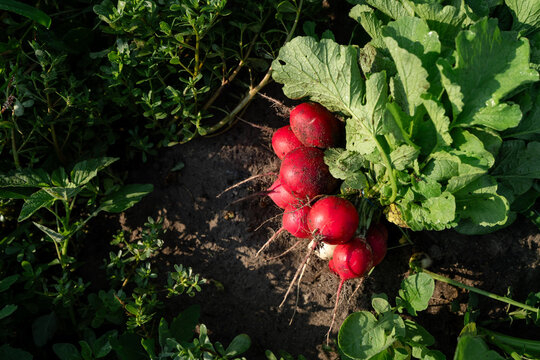 Freshly Harvested Radishes with Roots Still in Garden Soil