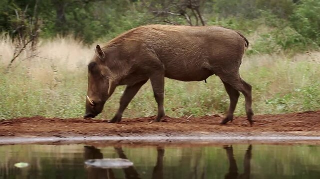 Common warthog walking along waterhole and scratching shrub in greater Kruger National park, South Africa ; Specie Phacochoerus africanus family of Suidae