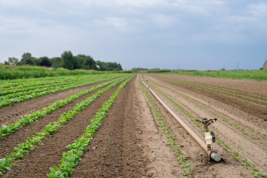 Irrigation System Along Crop Rows on Michigan Farm