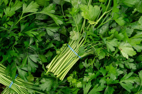 Freshly bundled parsley harvest close-up