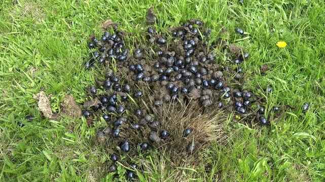 Crowded scarab beetles feed on manure across green meadow grass.