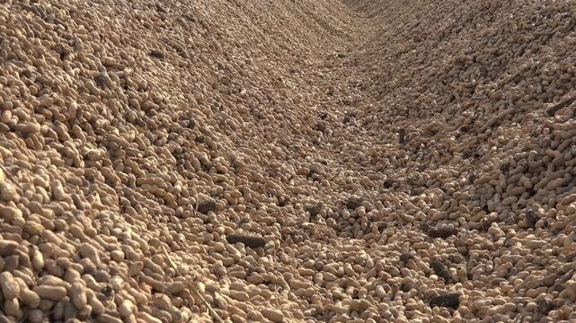 Heaps of field collected peanuts drying under sunlight for natural post harvest processing.