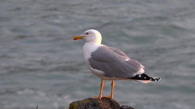 Gray silver gull with white head standing alone on coastal rock beside calm sea waters.