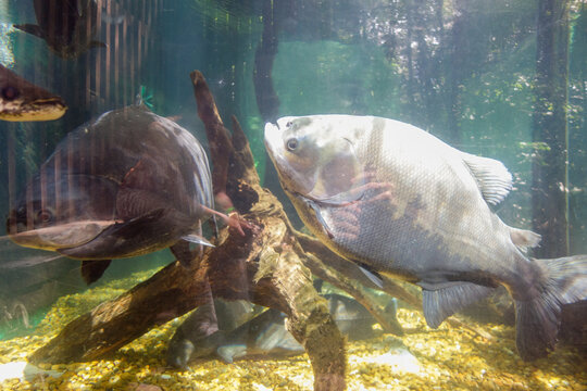 close up view of Tambaqui and Arapaima gigas fishes, in aquarium. found in Amazon basin