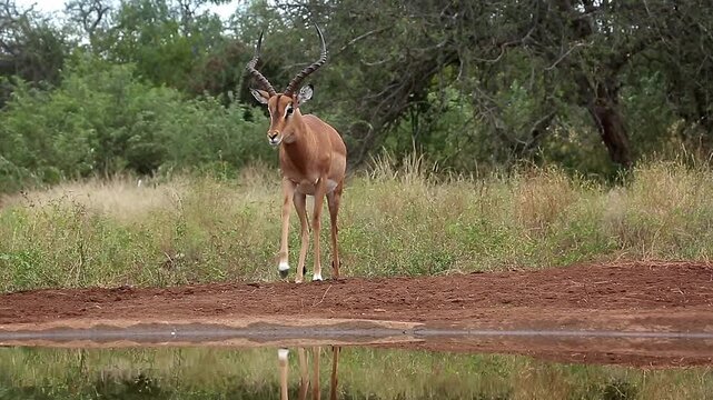 Common Impala horned male walking to waterhole front view in Greater Kruger National park, South Africa ; Specie Aepyceros melampus family of Bovidae