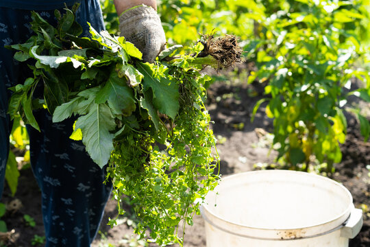 Gardener pulling weeds from backyard garden bed