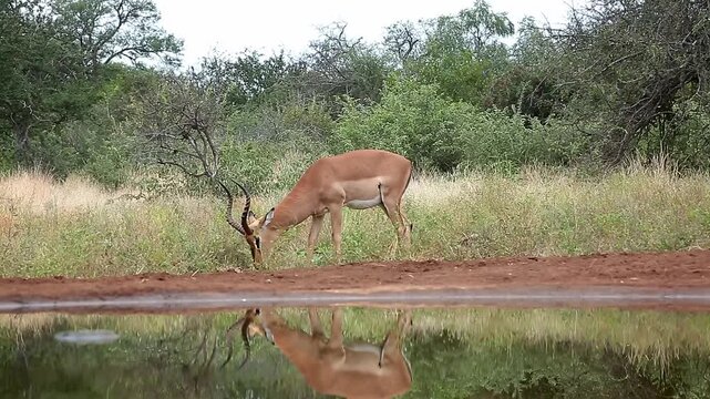 Common Impala horned male walking to waterhole side view with reflection in Greater Kruger National park, South Africa ; Specie Aepyceros melampus family of Bovidae