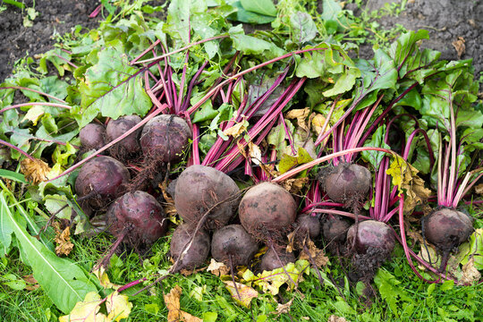 Fresh beetroots harvested from organic garden soil