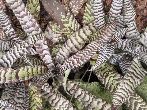 Captivating foliage of earth star (binomial name: Cryptanthus bivittatus), a terrestrial bromeliad, in a tropical conservatory in southwest Florida. Also known as star bromeliad and starfish plant.