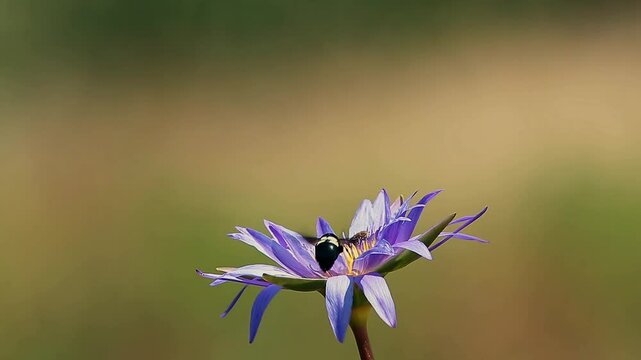 bumblebee forating a water lily flower isolated in natural background in Greater Kruger National park, South Africa