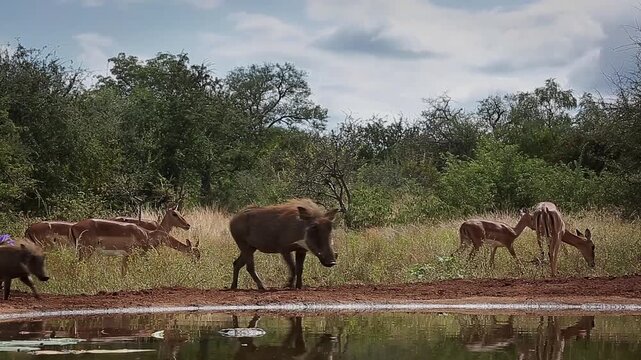 Two Common warthog walking and bathing in waterhole with impala herd on background in greater Kruger National park, South Africa ; Specie Phacochoerus africanus family of Suidae