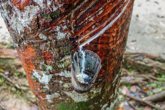 close view of latex extracted from rubber tree in a pot. Seringueira, native to Amazon basin