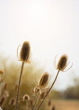 Dried thistle plants stand tall in a field under clear skies during the late afternoon hours in rural areas