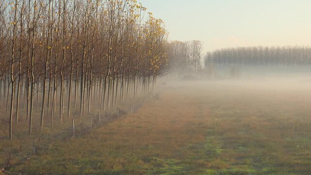 Cold morning fog spreads across flat plain forest creating a mysterious atmospheric scene.