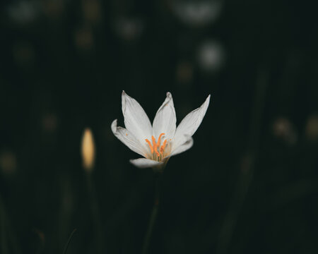 A single white flower with six petals and bright orange stamens stands out against a dark, blurred natural background.