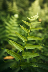 A single vibrant green fern frond stands upright with detailed leaflets against a soft blurred background of woodland foliage. © Nori