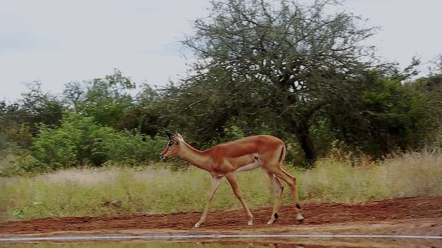 Young male Common Impala walking and scratching in Greater Kruger National park, South Africa ; Specie Aepyceros melampus family of Bovidae