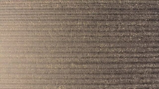 Aerial view of uncultivated plowed brown field with parallel furrows in agriculture.