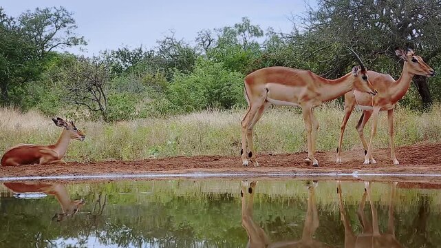 Common Impala group activity along waterhole, drinking, ruminating, grooming in Greater Kruger National park, South Africa ; Specie Aepyceros melampus family of Bovidae