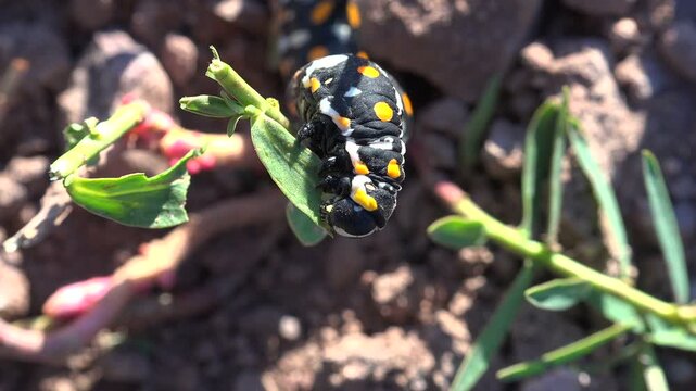 Black caterpillar with yellow and white spots crawling on green plant leaves outdoors.