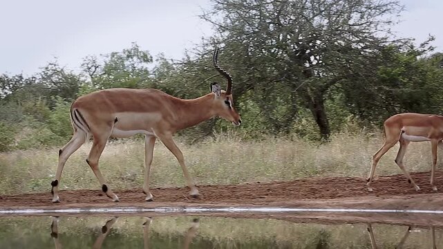 Common Impala male in rot walking and grunting in Greater Kruger National park, South Africa ; Specie Aepyceros melampus family of Bovidae